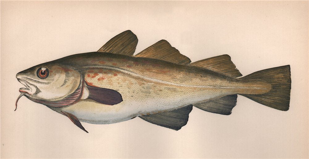 COD. Asellus cabelian, Gadus morrhua vulgaris, Gade morue. COUCH. Fish 1862